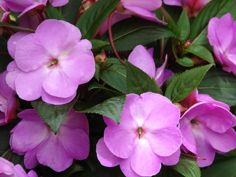 Flores de Impatiens hawkeri