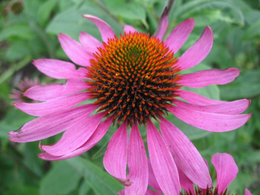 Flores de Echinacea purpurea en verano