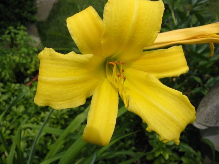 Hemerocallis Stella de Oro de flor amarilla