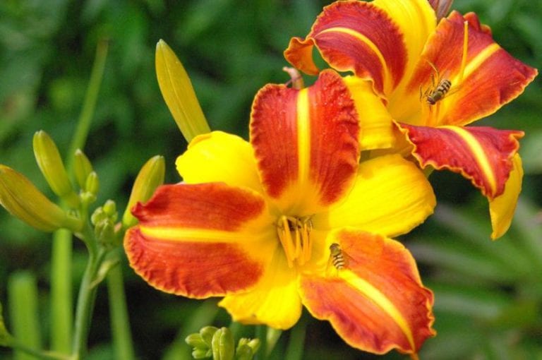 Mata de Hemerocallis en plena floración