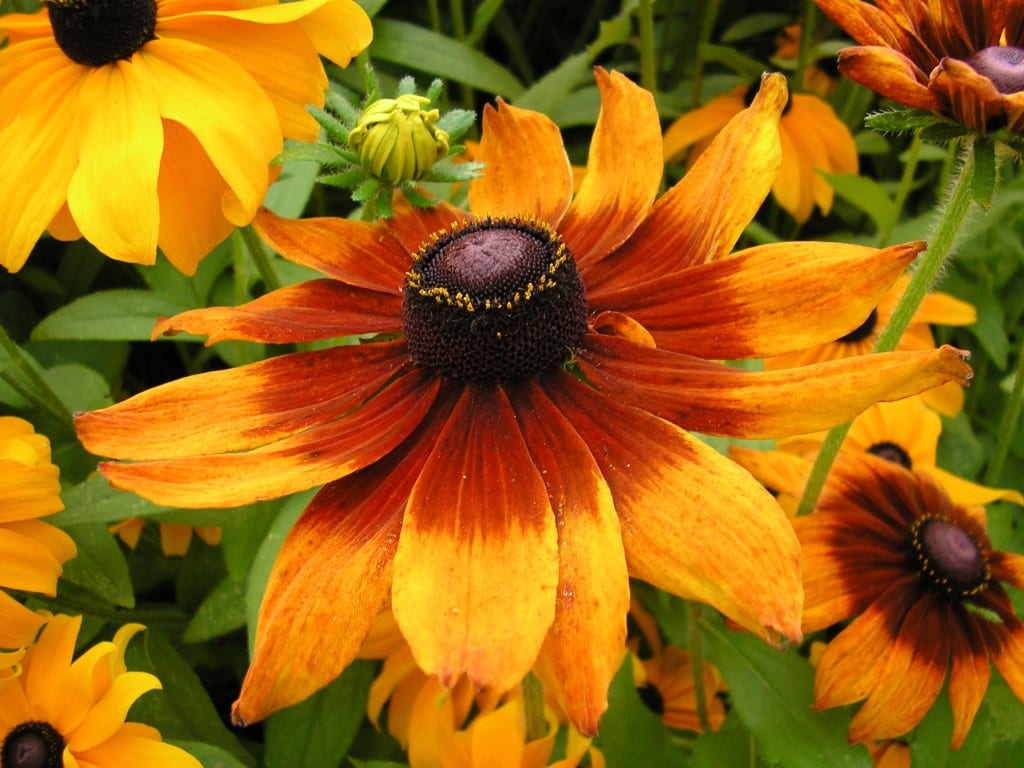 Flores de primavera: 5 imprescindibles y sus cuidados