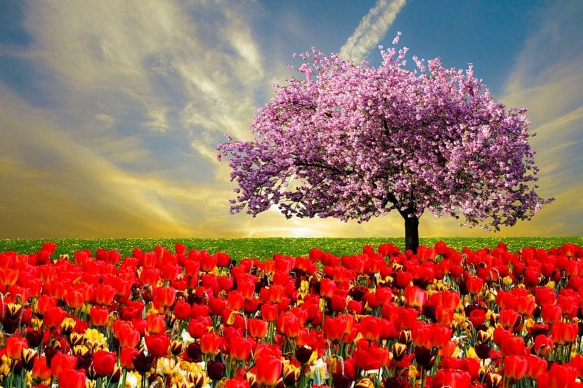 Macizo de flores de primavera en un jardín