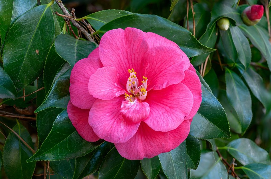 Flor roja de Camellia japonica