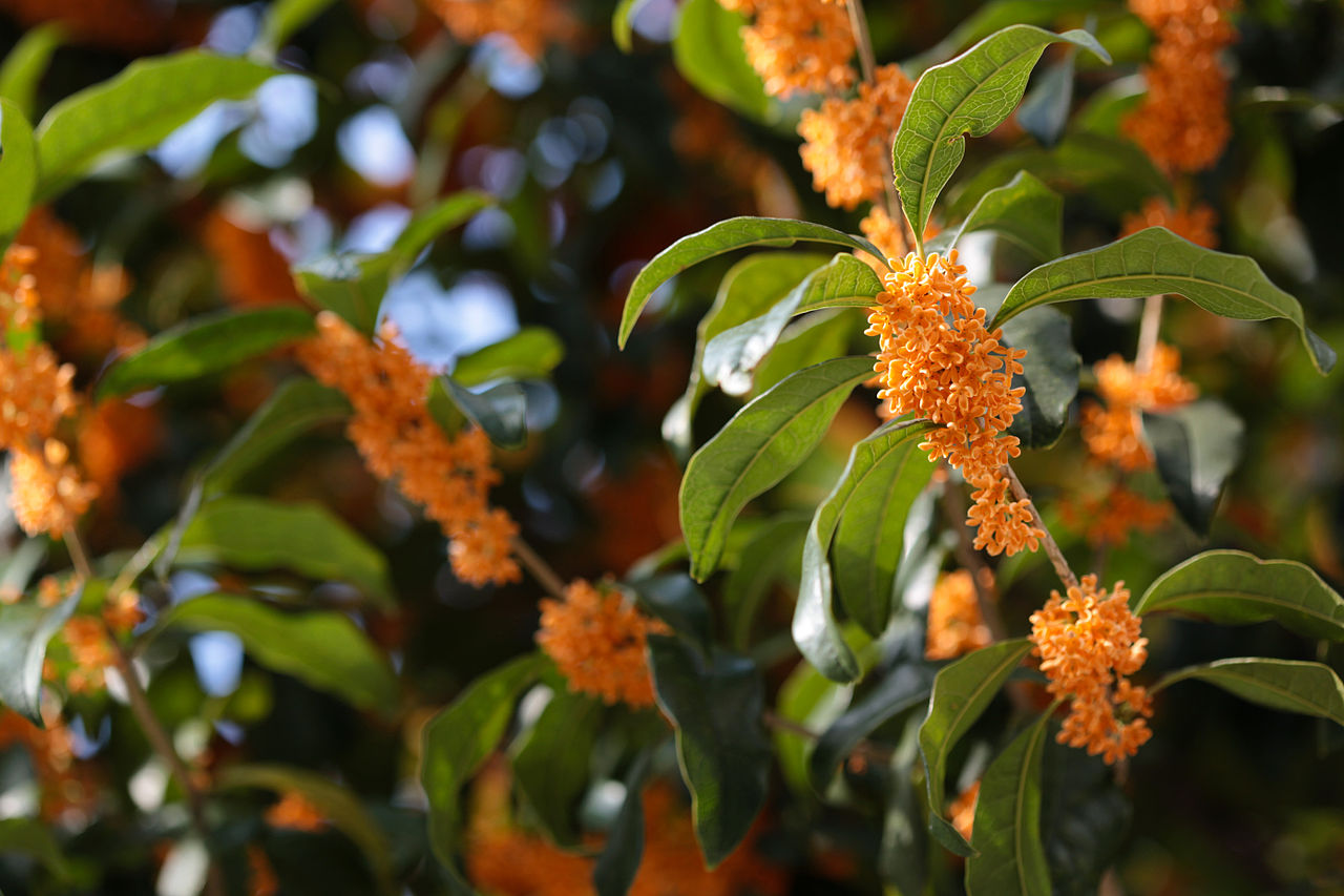 Flores japonesas: 7 especies y su cultivo en España