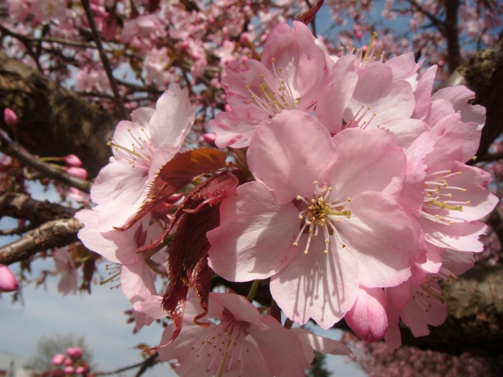 Ramas de cerezo japonés en flor