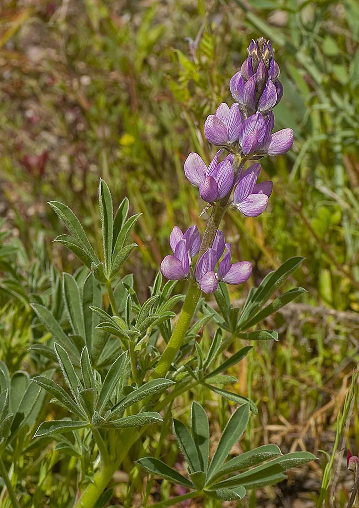 Alberjon, Lupinus hispanicus