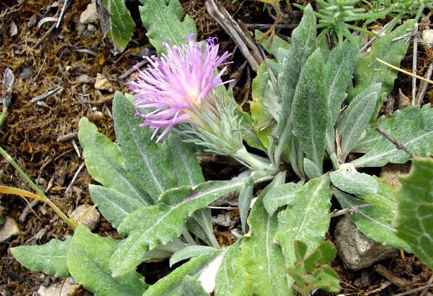 Arzolla de roca, Jurinea humilis