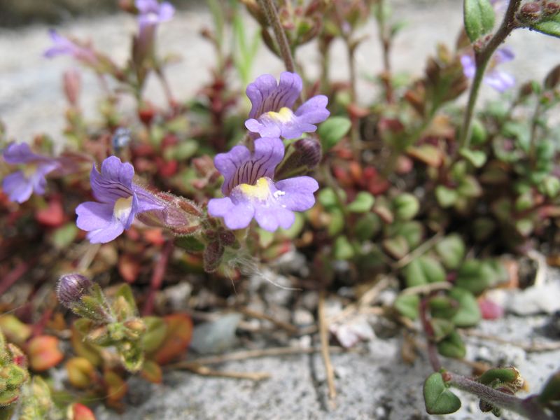 Becerrilla, Chaenorhinum origanifolium