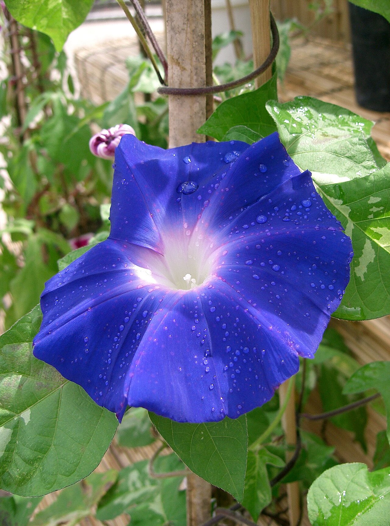 Flores moradas: fotos, tipos, significado, características, imágenes