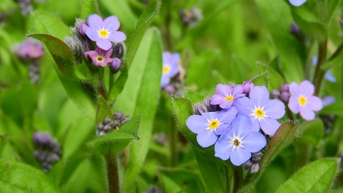 Nomeolvides, Myosotis sylvatica