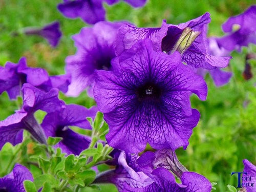 Petunia