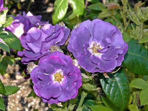 Rosa de tono morado