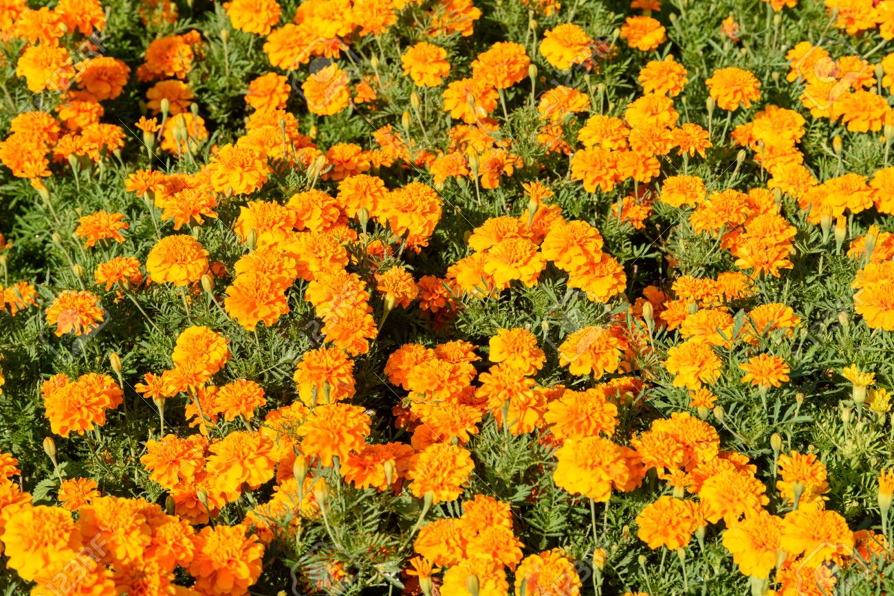 Flores naranjas hermosas