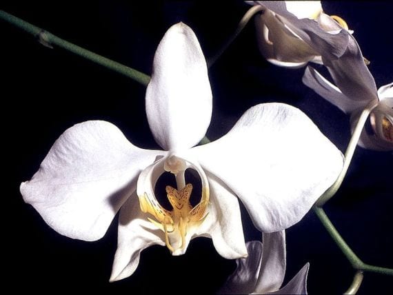 Flor de Phalaenopsis blanca