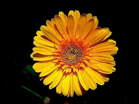 Qué flores regalar en cada ocasión y cuánto van a durar