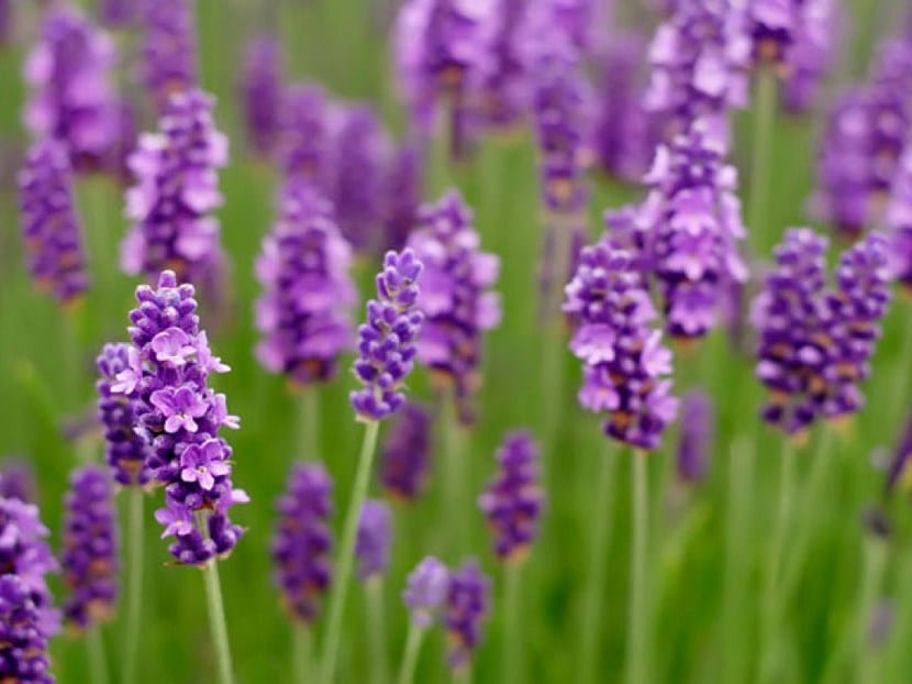 Espigas de lavanda en flor