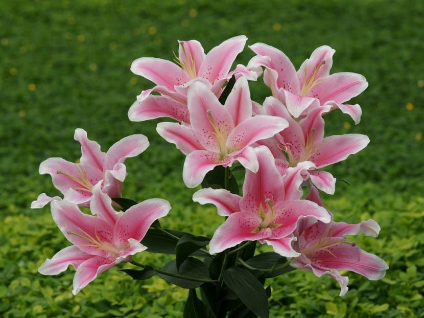 Lirios orientales de flor rosada en el jardín