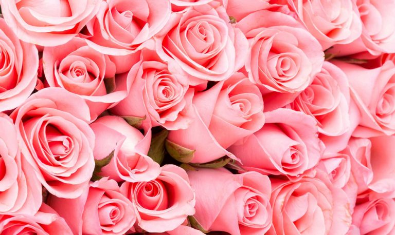 Rosas de color rosa palido agrupadas