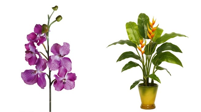 Vara de orquídea vanda y planta de interior en maceta