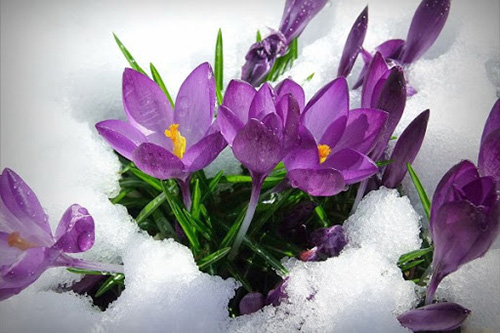 flores para regalar en invierno Flores para regalar en invierno