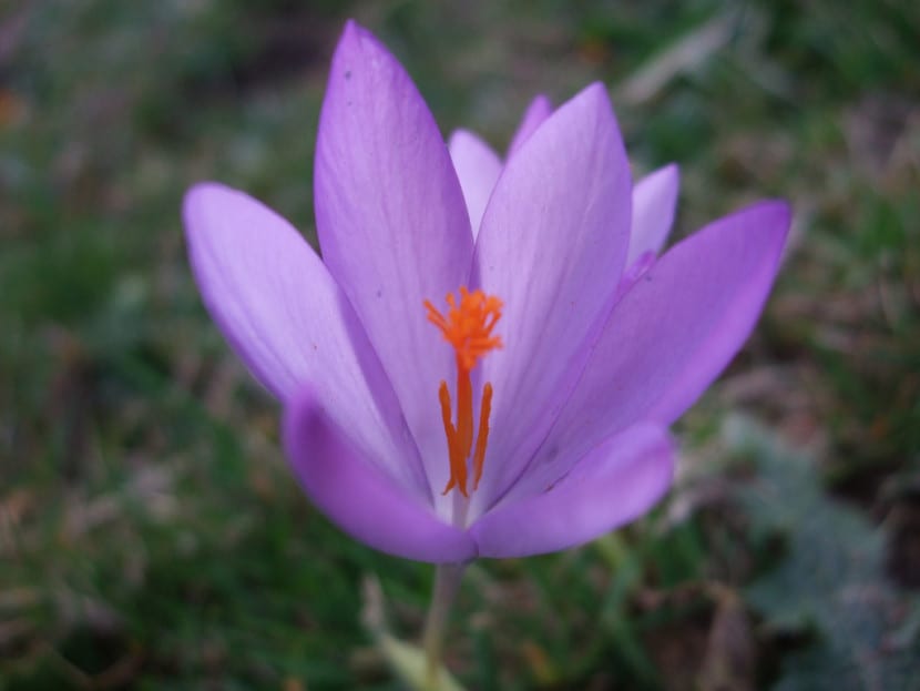 Flor de azafrán