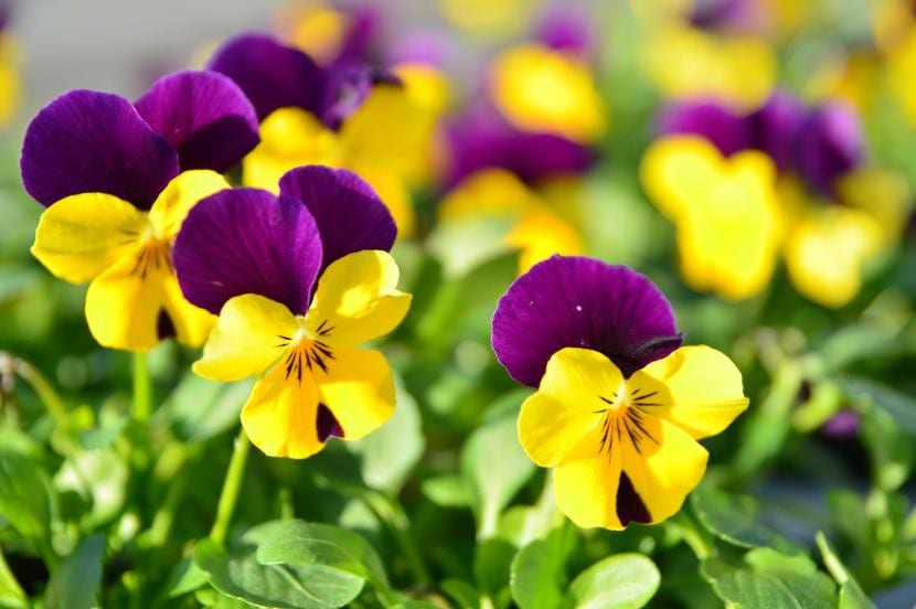 Flores de pensamiento de varios colores