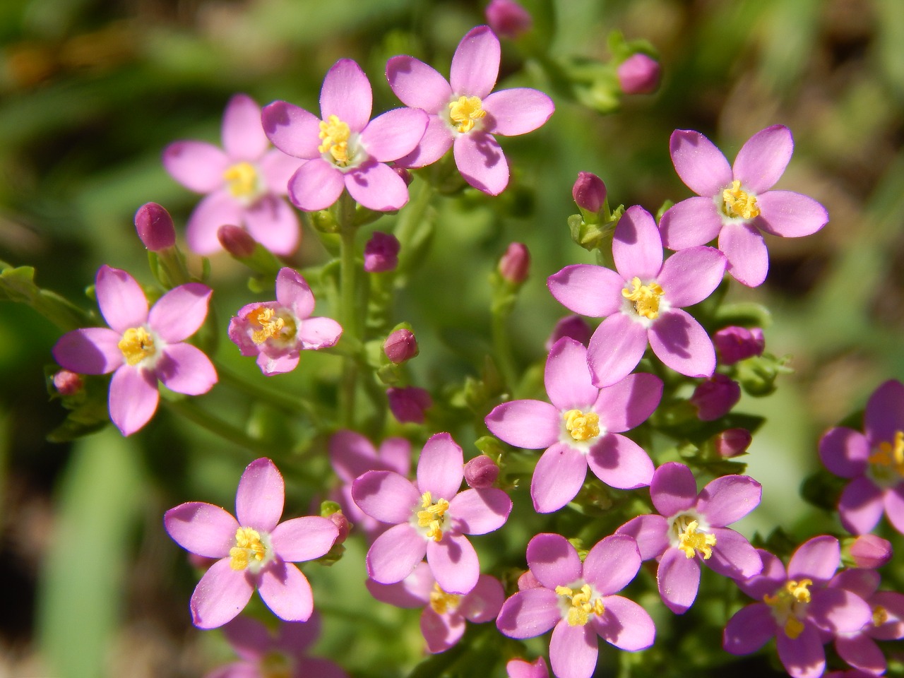 Flores pequeñas: especies, combinaciones y cuidados
