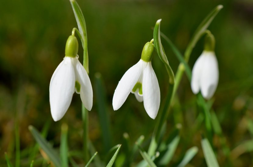 Campanillas de invierno Galanthus nivalis en flor
