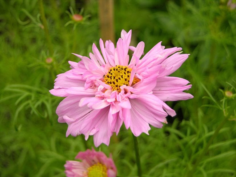 Flores de Cosmos bipinnatus en el jardín