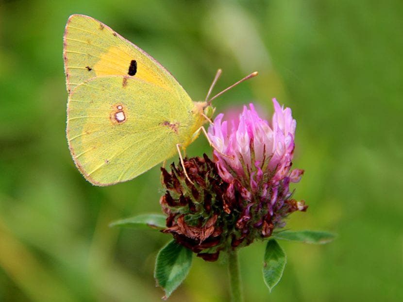 Flores que atraen mariposas al jardín: guía práctica