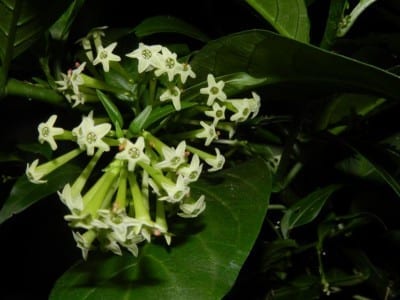Flores tubulares de Cestrum nocturnum, el galán de noche