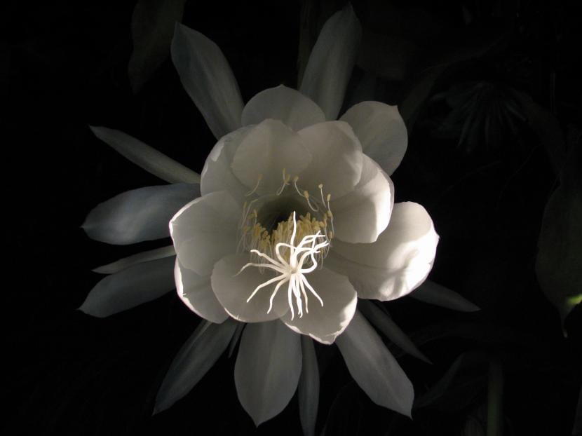 Plantas que florecen de noche: cuáles cultivar y cómo