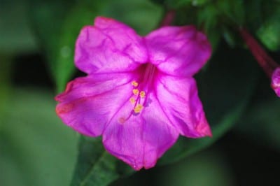 Flores de Mirabilis jalapa o dondiego de noche