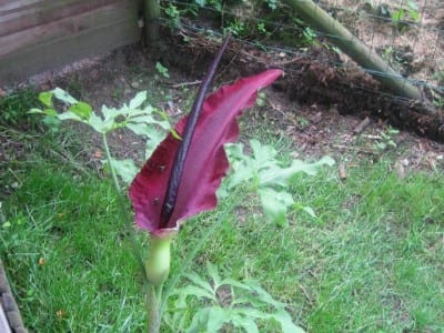 Inflorescencia púrpura de Dracunculus vulgaris o dragontea