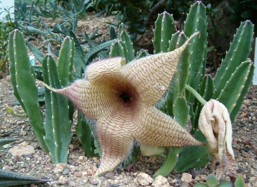Flores con mal olor: especies, causas y dónde plantarlas