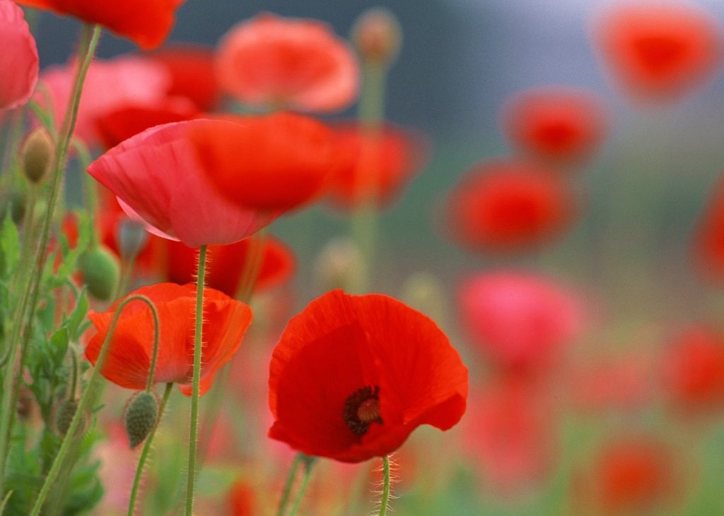Amapolas