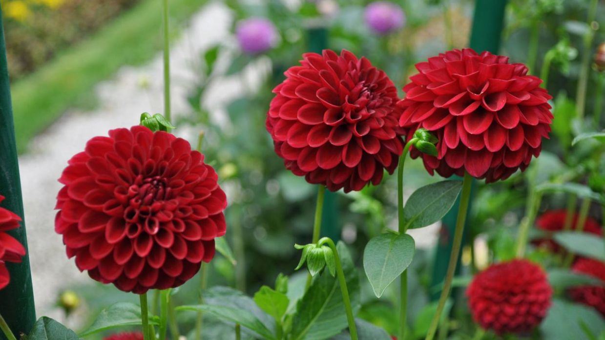 Dalias