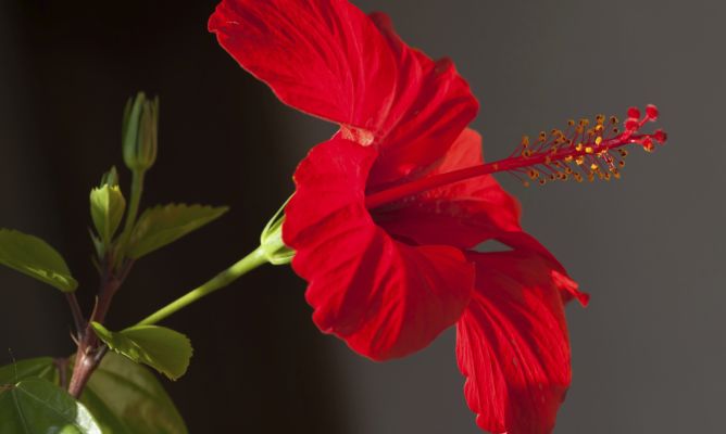 Rosas chinas