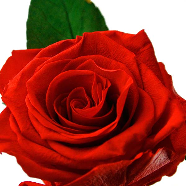 Rosas rojas