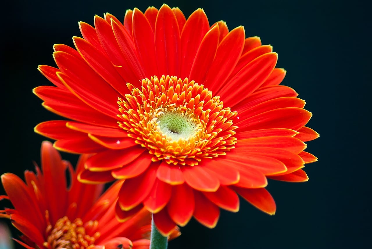 Flores rojas para jardín y terraza: guía de cultivo
