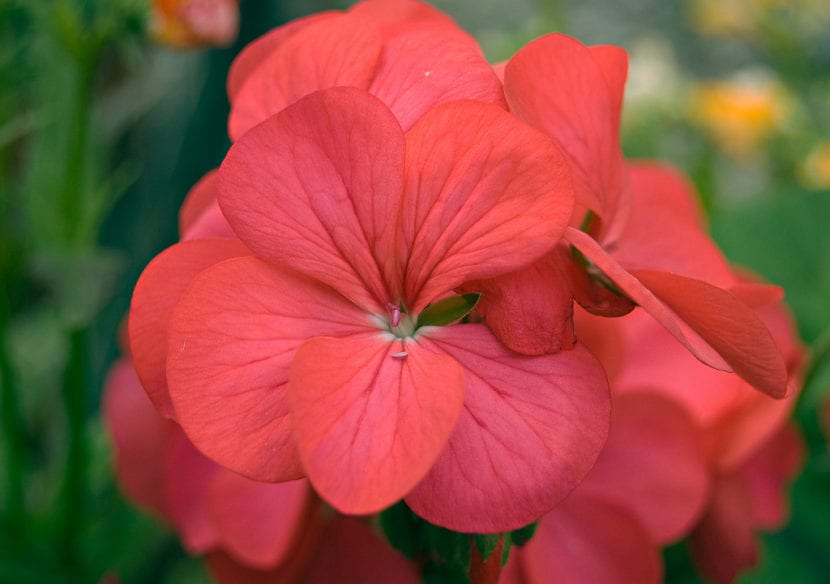Geranio rojo en flor