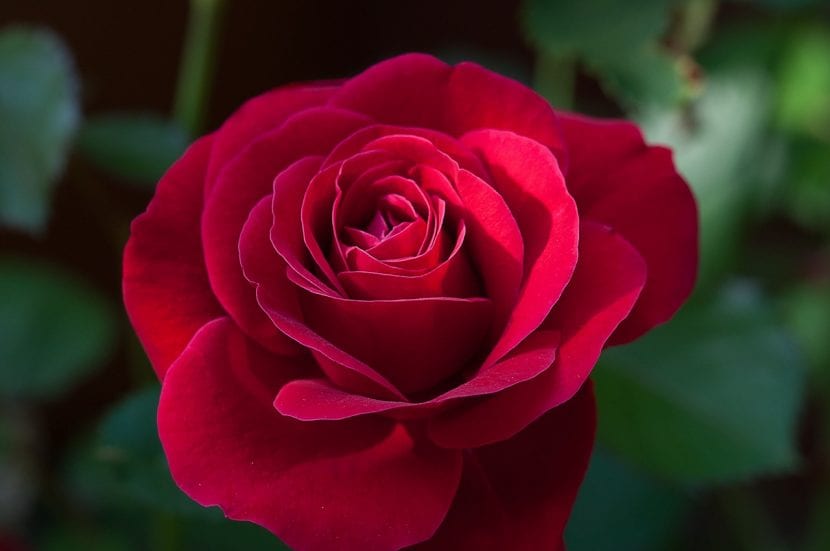 Rosa roja abierta