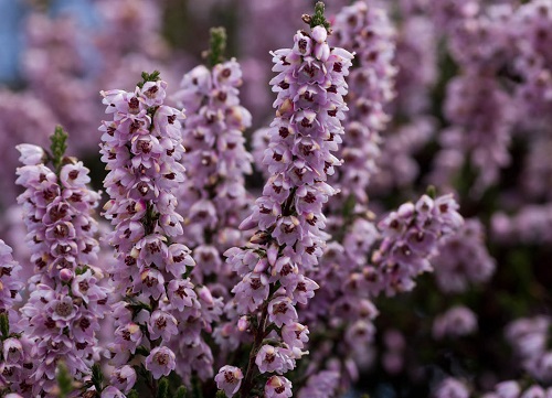 Brecina