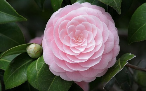 Camelia rosa