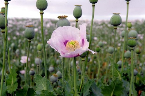 Flor de adormidera