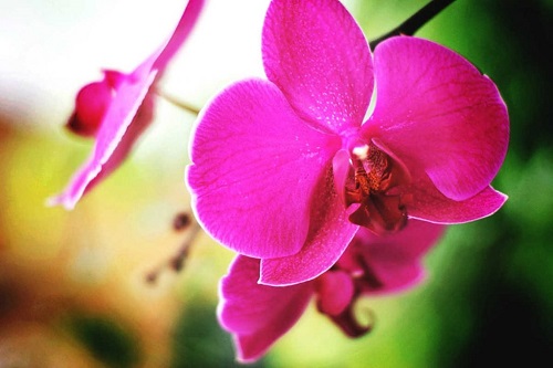 Orquidea rosa