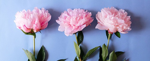 Peonías rosas