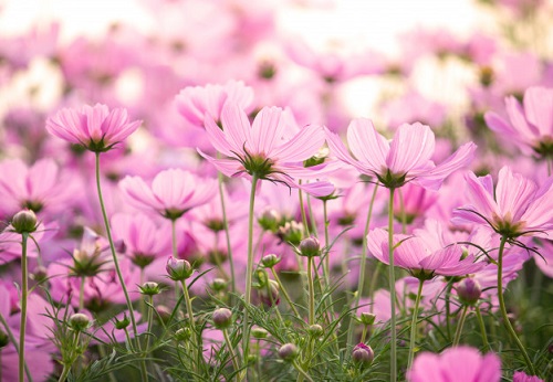 Cosmos rosa