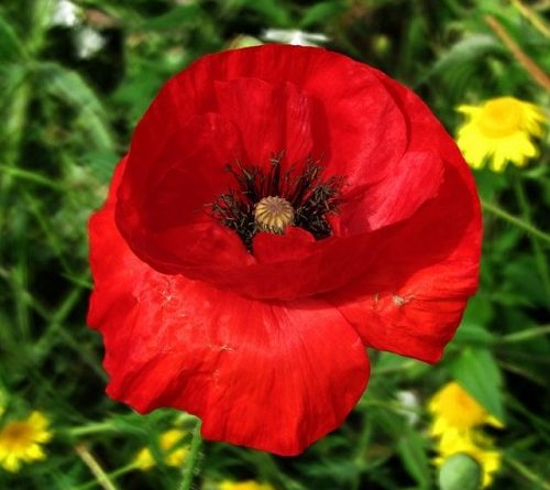 Amapola