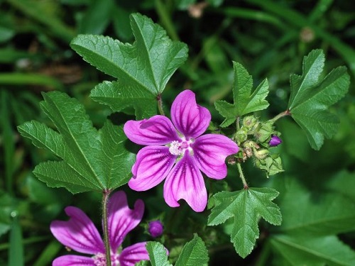 Malva comun
